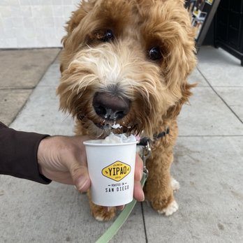 Yipao Coffee - Pup cup - Coffee & Tea Near Me - San Diego, California Yipao Coffee - Pup cup - Coffee & Tea Near Me - San Diego, California