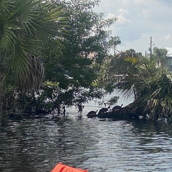 Paddles Outdoor Rentals - 3 turtles on a palm - Rafting/Kayaking Near Me - Crystal River, Florida Paddles Outdoor Rentals - 3 turtles on a palm - Rafting/Kayaking Near Me - Crystal River, Florida