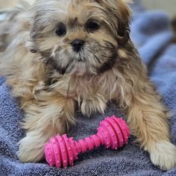 Animal Care Center of Buffalo Grove