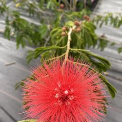 Christine's Tropical & Exotic Plants