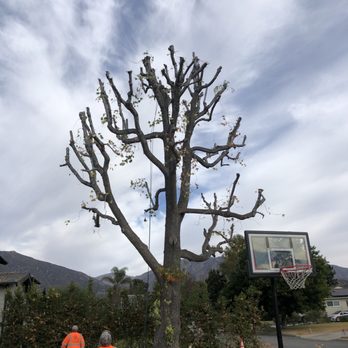 Al’s Tree Care - Tree Services Near Me Al’s Tree Care - Tree Services Near Me