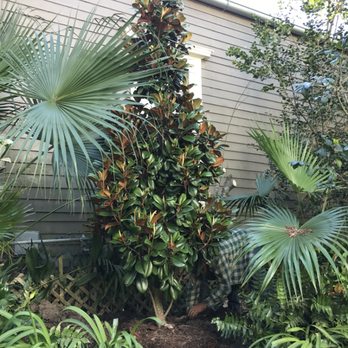 Risk Tree Service - Magnolia Tree Plant - Tree Services Near Me - Kenner, Louisiana