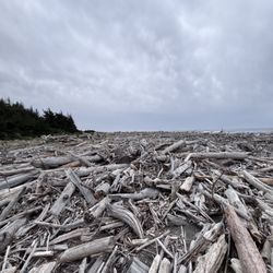 Crissey Field State Park - Driftwood
