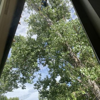 M M Tree And Landscaping - View from second story - Tree Services Near Me M M Tree And Landscaping - View from second story - Tree Services Near Me