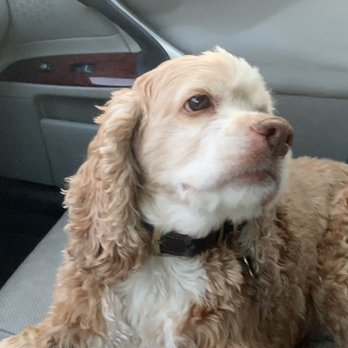 Van Nuys Veterinary Clinic - Rhome after he threw up. His head was constantly waying from side to side. - Veterinarians Near Me - Van Nuys, California Van Nuys Veterinary Clinic - Rhome after he threw up. His head was constantly waying from side to side. - Veterinarians Near Me - Van Nuys, California