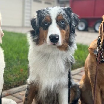 Little Wolf Canine Academy - Dog Walkers Near Me Little Wolf Canine Academy - Dog Walkers Near Me