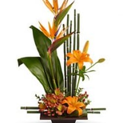 Teefeys Flowers And Gifts - Exotic Grace