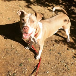 Wolfgang Petcare - Flora, part pit part piglet :)