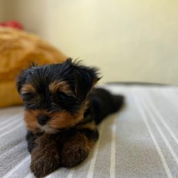 Sookie the yorkie Sookie the yorkie
