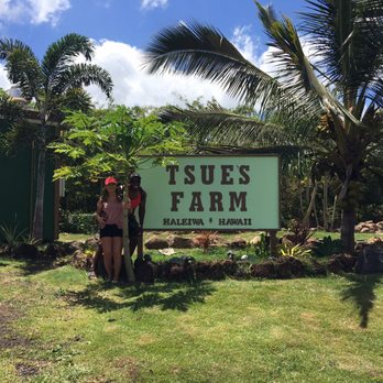 Tsue's Farm - The front where you order your food - Paddleboarding Near Me - Haleiwa, Hawaii Tsue's Farm - The front where you order your food - Paddleboarding Near Me - Haleiwa, Hawaii