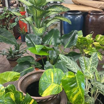Kimberly's Indoor Plants - Nurseries & Gardening Near Me - Rialto, California Kimberly's Indoor Plants - Nurseries & Gardening Near Me - Rialto, California