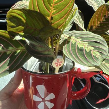 Oasis Plant Shop - Nurseries & Gardening Near Me - Dallas, Texas