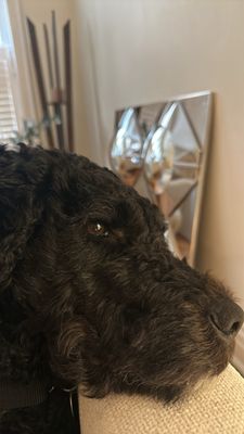 PAWS Chicago by null