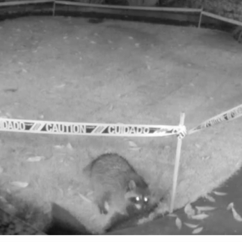 Alpha Wildlife Removal - Wildlife Control Near Me