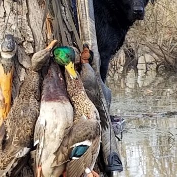 Ducks n Dogs - Wildlife Hunting Ranges Near Me Ducks n Dogs - Wildlife Hunting Ranges Near Me