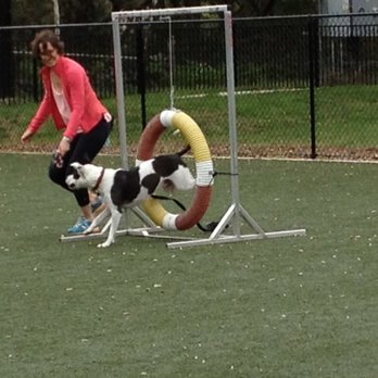 Laurel's Leash Dog Training - Agility training with Laurel's Leash - Pet Training Near Me Laurel's Leash Dog Training - Agility training with Laurel's Leash - Pet Training Near Me