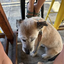 Dog friendly patio Dog friendly patio