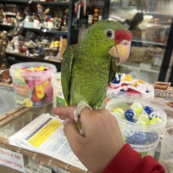 Birds N Paradise - Bird Shops Near Me - Menifee, California