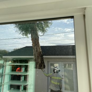 Hayward Tree Service - Tree Services Near Me - Phoenix, Arizona