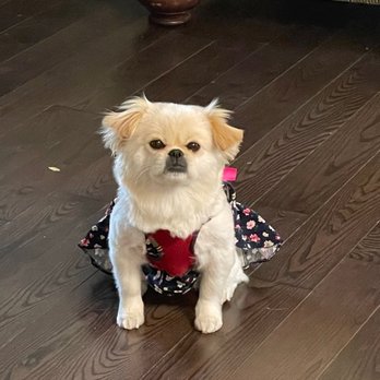 Posey Pups - Pet Groomers Near Me - Fairfax, Virginia Posey Pups - Pet Groomers Near Me - Fairfax, Virginia