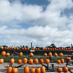 Milk Pail Fresh Market - Pumpkin display outside their market