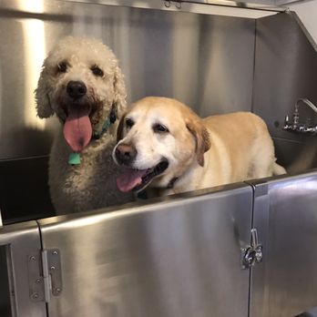 Pride & Groom - They couldn't wait to get in the bathtub - Pet Groomers Near Me - Biloxi, Mississippi Pride & Groom - They couldn't wait to get in the bathtub - Pet Groomers Near Me - Biloxi, Mississippi
