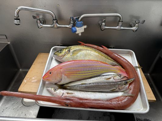 Shoshin Sushi by null