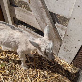 Harley Farms - Baby goat - Cheese Shops Near Me - Pescadero, California Harley Farms - Baby goat - Cheese Shops Near Me - Pescadero, California