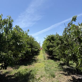 Papa's U-Pick Cherries - Pick Your Own Farms Near Me - Brentwood, California Papa's U-Pick Cherries - Pick Your Own Farms Near Me - Brentwood, California