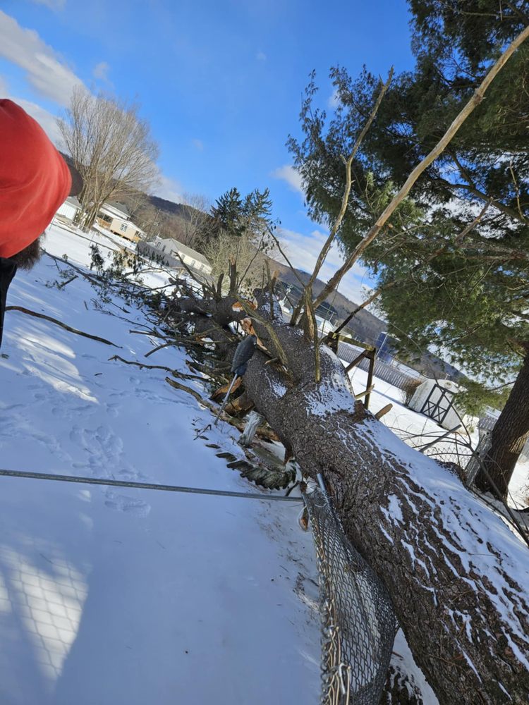 WILSON’S TREE SERVICE - Updated April 2025 - Request a Quote - 211 S ...