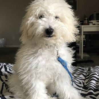 Pooch N Pups Grooming - Pet Groomers Near Me - Katy, Texas Pooch N Pups Grooming - Pet Groomers Near Me - Katy, Texas