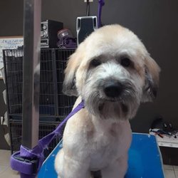 Puppy Chic Grooming & Doggy Daycare