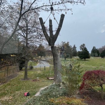 Moore & Wright Tree Services - Carrying sections of a large silver maple. - Tree Services Near Me - Alexandria, Virginia