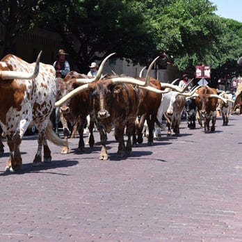 Texas Bar-B-Q Tour - Food Tours Near Me Texas Bar-B-Q Tour - Food Tours Near Me