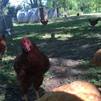 LT Organic Farm & Restaurant - Sweetest little babies.. - Health Markets Near Me - Waukee, Iowa