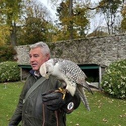 Dunrobin Castle - Falconry demonstration