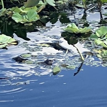 Kachunga Airboat Adventures - Baby gators - Boat Tours Near Me - Lake Panasoffkee, Florida Kachunga Airboat Adventures - Baby gators - Boat Tours Near Me - Lake Panasoffkee, Florida