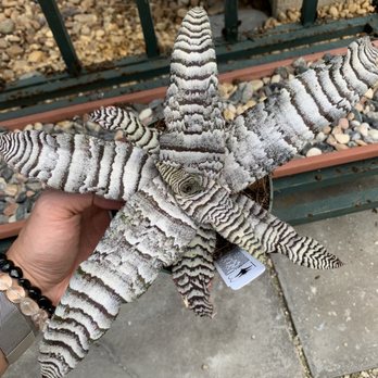 Galloway Farm Nursery - Reasonably priced bromeliad - Nurseries & Gardening Near Me - Miami, Florida Galloway Farm Nursery - Reasonably priced bromeliad - Nurseries & Gardening Near Me - Miami, Florida