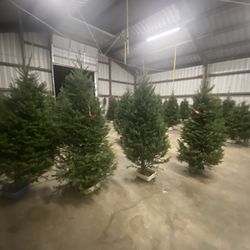 Hart’s Christmas Trees