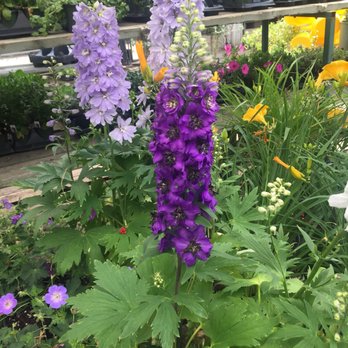 Sheridan Nurseries Etobicoke - Nurseries & Gardening Near Me - Mississauga, Ontario Sheridan Nurseries Etobicoke - Nurseries & Gardening Near Me - Mississauga, Ontario