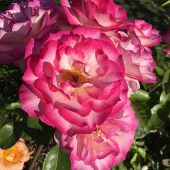 Point Defiance Rose Garden - Botanical Gardens Near Me - Tacoma, Washington