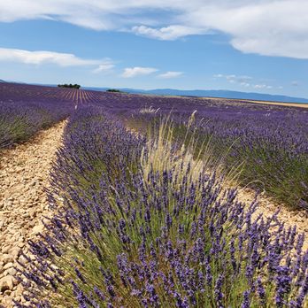 Lavandes Angelvin - Landmarks & Historical Buildings Near Me - Valensole, 04