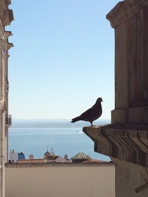 Mosteiro de São Vicente de Fora by null