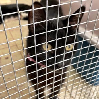 Valley Animal Haven - Her eyes look like my Taboulis - Animal Shelters Near Me - Lemoore, California Valley Animal Haven - Her eyes look like my Taboulis - Animal Shelters Near Me - Lemoore, California