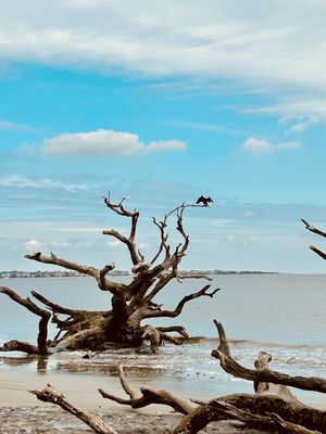 Driftwood Beach by null