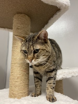 Kitty Cat Cafe and Adoption Lounge Inc by null