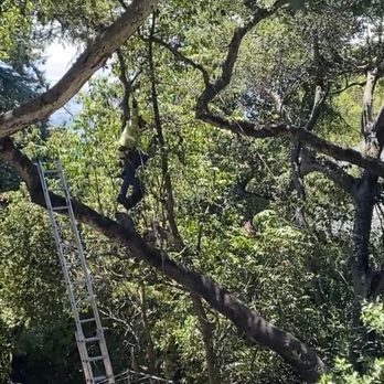 FC Tree Services - Trimmed another smaller live oak for us. - Tree Services Near Me FC Tree Services - Trimmed another smaller live oak for us. - Tree Services Near Me