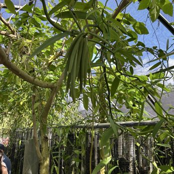 The Vanillerie - "Green" beans (unripe vanilla beans) - Attraction Farms Near Me - Kailua-Kona, Hawaii