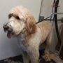 Photo of Pets Included