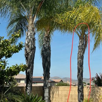 Melendez Tree Service - The three palms that were removed - Tree Services Near Me - Corona, California